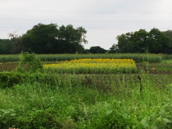 Sunflower field on the outskirts of Kovilpatti