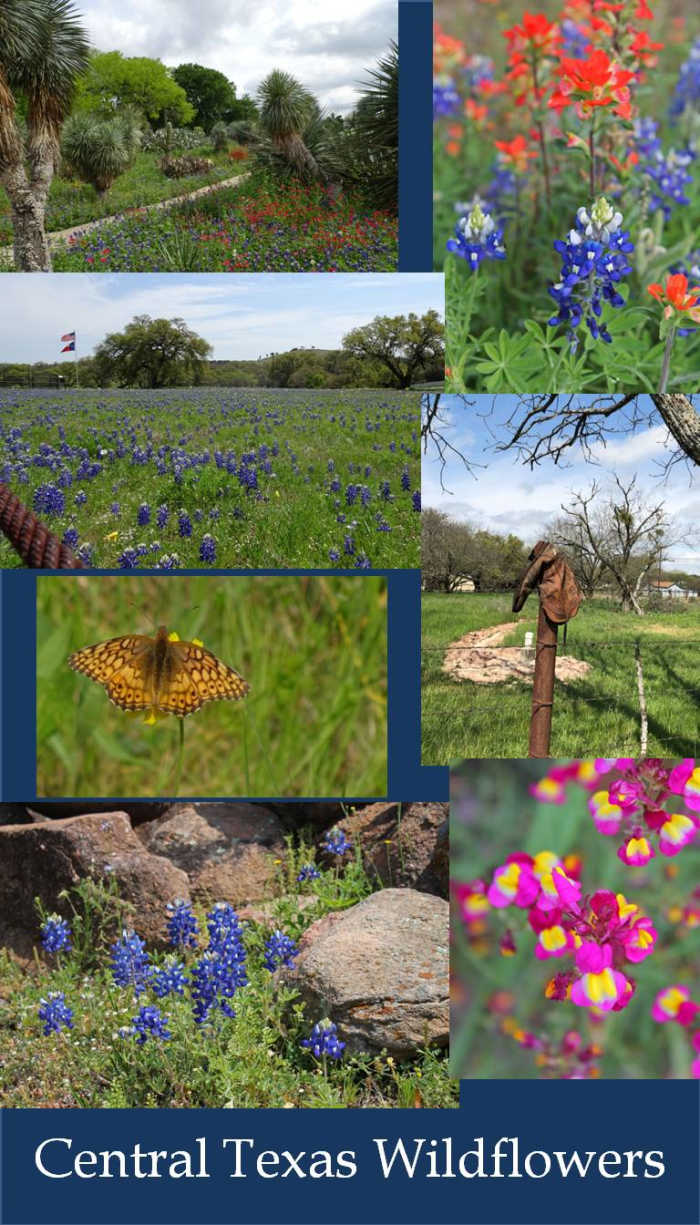 From upper left clockwise: Path at San Antonio Botanical Gardens (SABG), flower closeup Lady Bird Johnson Wildflower Center (LBJWC), boot Willow City Loop (WCL), purple flowers SABG, rocks & bluebonnets WCL, butterfly LBJWC, US & TX flag WCL