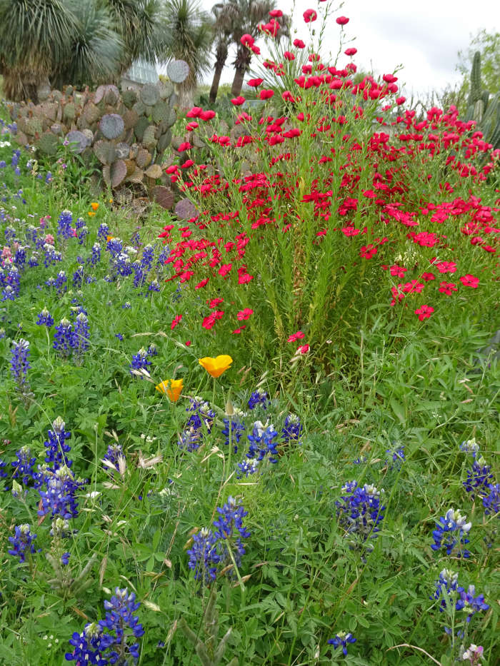 This planting bed at San Antonio Botanical Gardens mixes cactus with wildflowers, including bluebonnets.