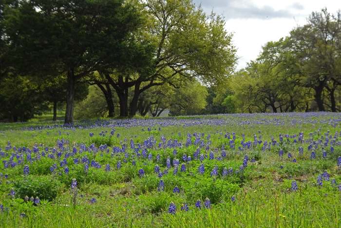 Fortunately, floods hadn't washed away the flowers at this ranch near Muleshoe Bend Recreation Area.