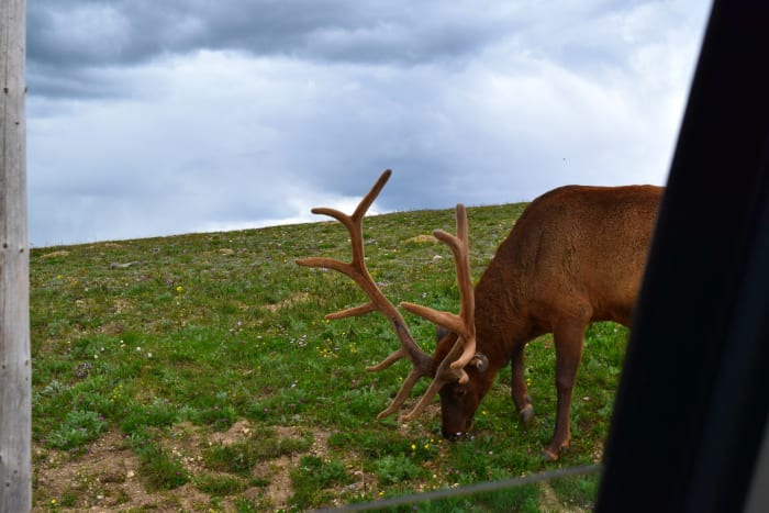 An elk above the tree line during the Summer. This photo was taken through a car window from the roadside.