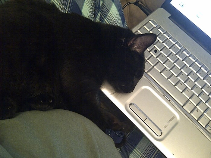 Boo Bear tired after a long day of Hubbing. Please excuse the belly in the picture, I'm currently 6 months pregnant :D