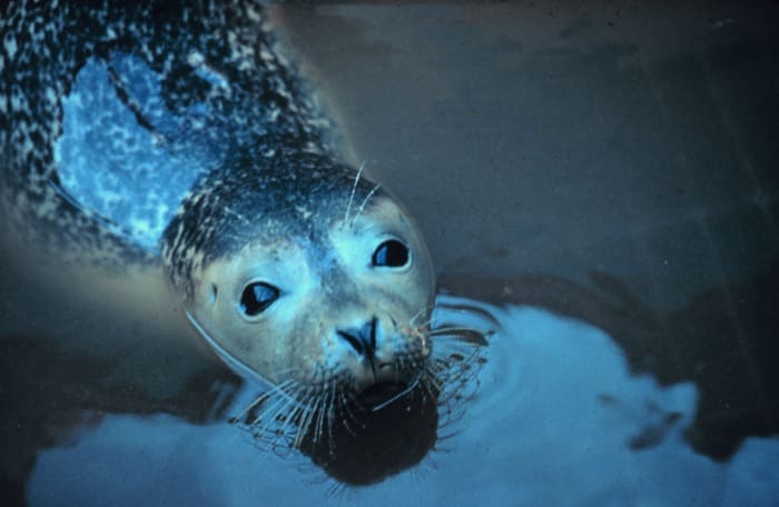 The occasional presence of seals is one of the theories to explain the Loch Ness Monster