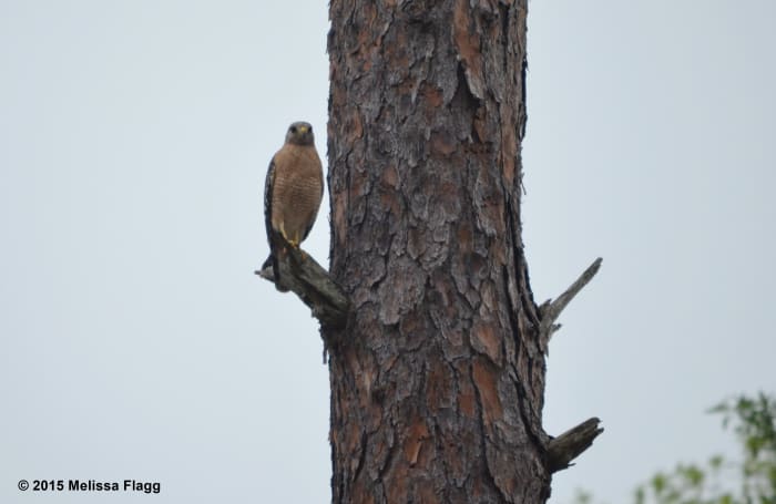 Native Americans believed hawks and falcons were both spirit guides and totems.