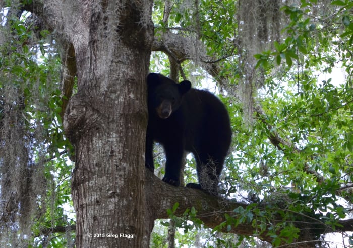 Bears are well-known for being power animals in many cultures including Native American, Chinese and Celtic cultures.