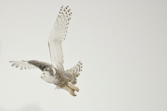 A snowy owl in flight. Owls are most frequently seen at night, although some species are active during the day.