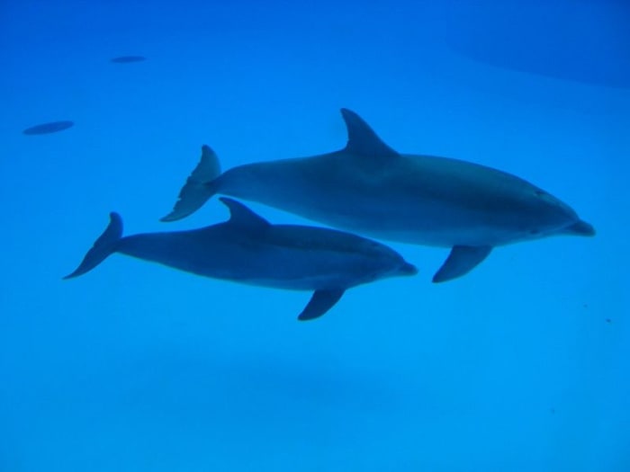 Could mermaids have evolved from land ancestors to become marine mammals, just like whales and dolphins?
