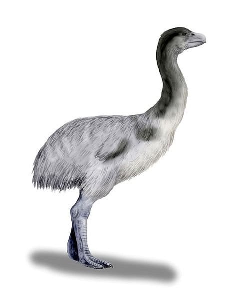 Smaller than Dromornis planei, Genyornis was a demon duck familiar to early Australians.