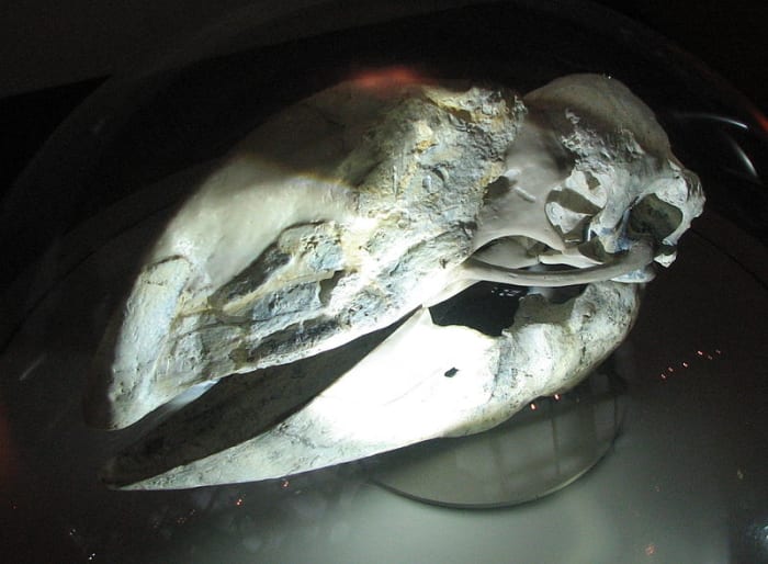 Demon Duck of Doom skull.