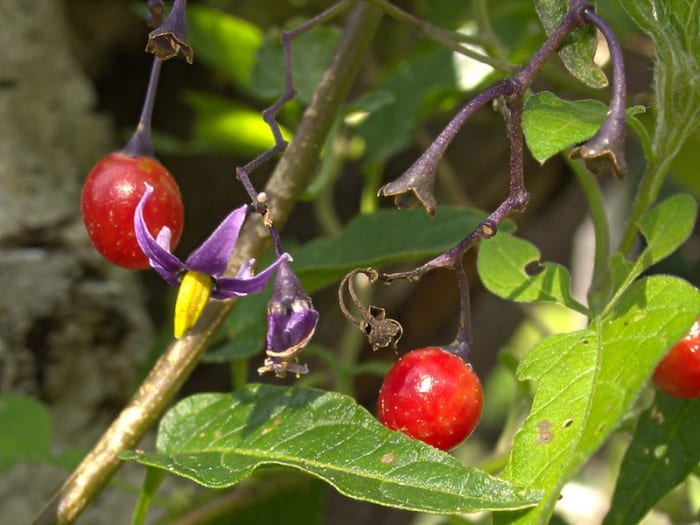 Solanum dulcamara is sometimes confused with belladonna because it is also called 'Nightshade'. It's related but not the same plant. This plant is ALSO HIGHLY TOXIC, by the way.