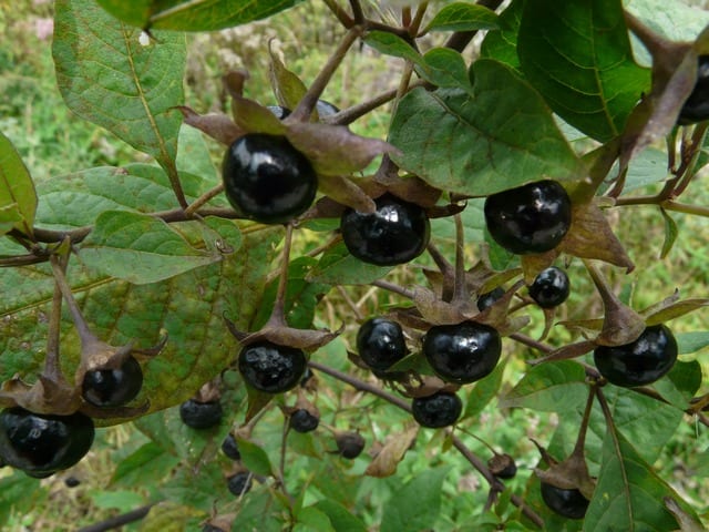 Belladonna grows to about 5 feet tall with oval leaves, purple flowers and produces very dark purple (almost black) berries.