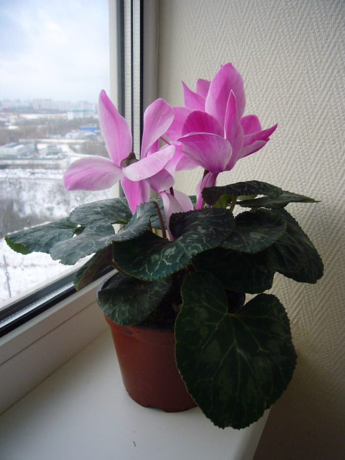A healthy cyclamen growing on an indoor window sill.