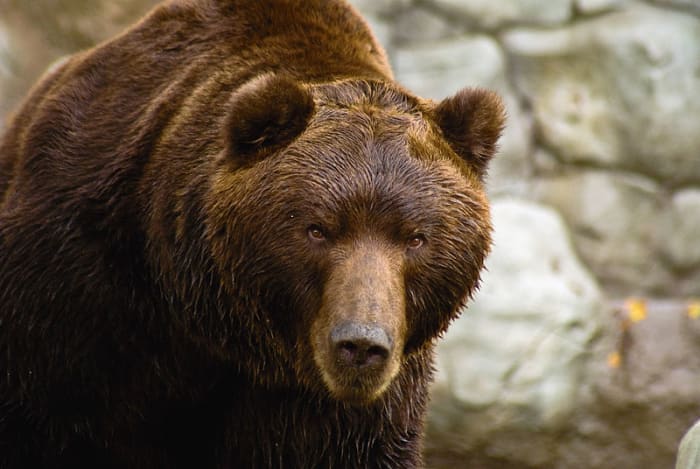 Kamchatka Brown Bear: Was this Berman's Bear, or was it something else?