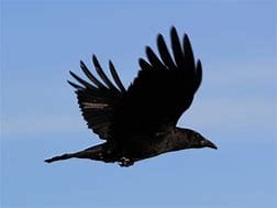 The crow has long been thought, by some, to be a symbol of the connection between this world and the next.
