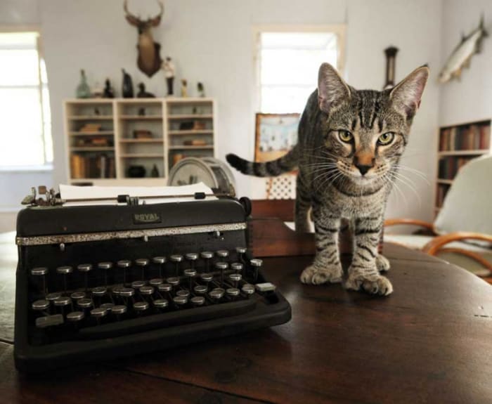 One of the many decedents of Hemingway's famous six toed cats that still reside at Ernest Hemingway House and Museum.