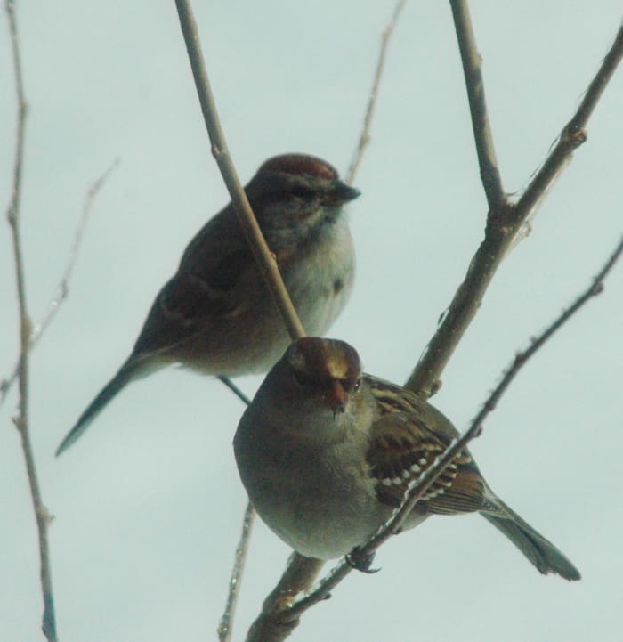 According to the ancient Egyptians, sparrows caught the souls of the recently deceased and carried them to heaven.