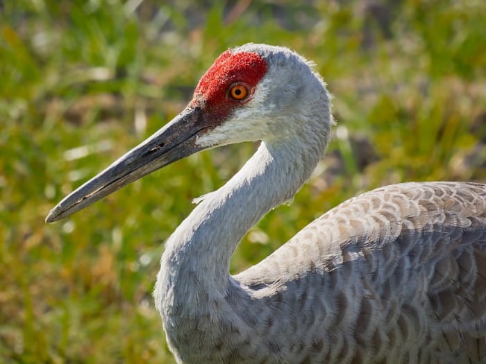 At least one expert believes that Mothman sightings actually involve a sandhill crane, but witnesses maintain that the creature they saw looked nothing like this bird.