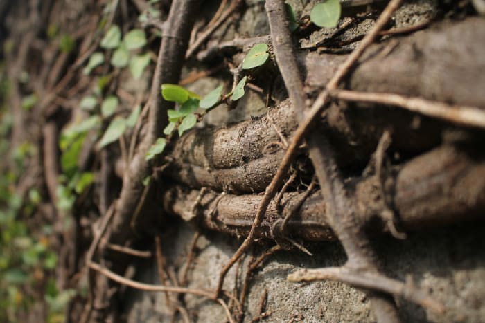 If we took good care of our planted seed, it is beginning to make roots. Photo by Olatunde Stephen on Unsplash.