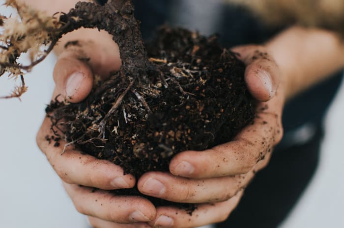During the Waxing Crescent, we are asked to nurture our intentions and goals. Photo by Kyle Ellefson on Unsplash.