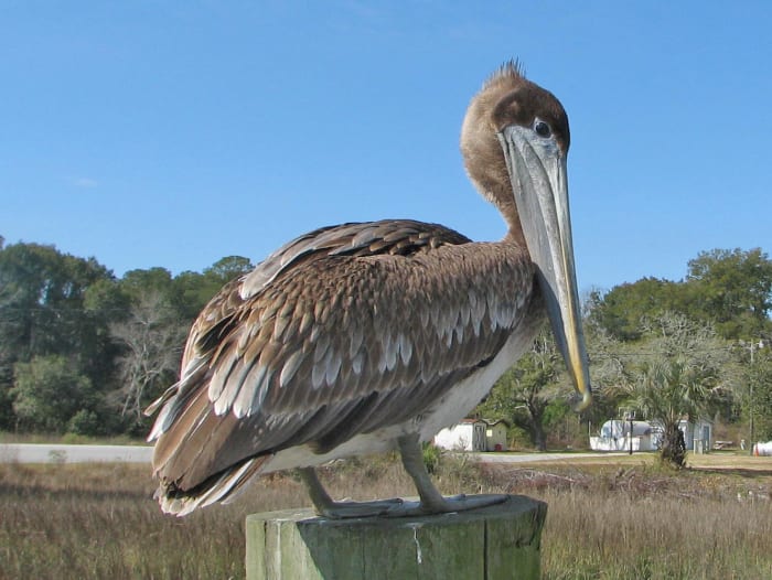 A juvenile brown pelican. Brown pelicans are elegant in the air, but can appear almost comically clumsy on land. They are spectacular fishers, though, diving down from the air and often submerging completely for a brief moment.