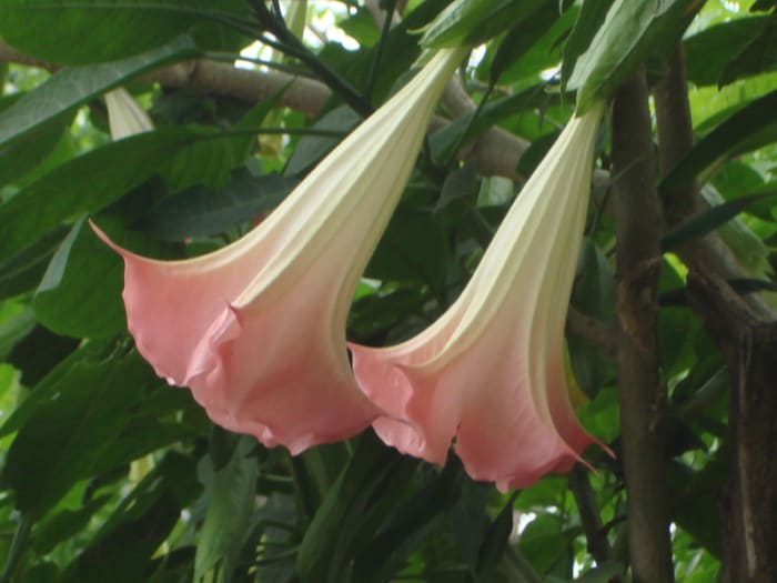 Brugmansia suaveolens, which has leaves with psychotropic substances as do other species of this genus. This is a common garden plant.