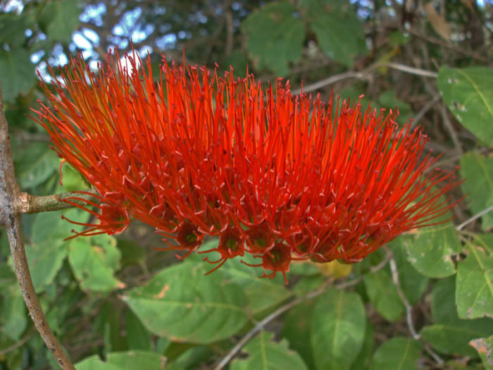 Believed to be Combretum farinosum. This flower, when it is green, is a major source of nectar for hummingbirds. Found near Quebrada Grande in Guanacaste province. Ticos call it "cepillo" because it resembles a brush.