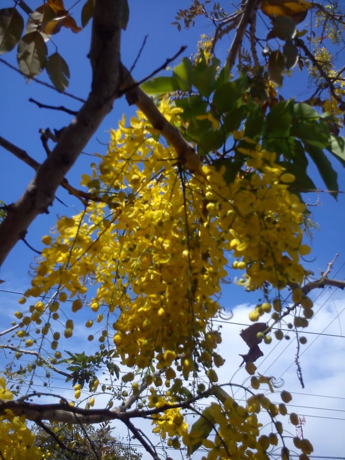 "Cañas fistula," scientifically known as Cassia fistula. Blooms around mid-March in Guanacaste, give or take a month.