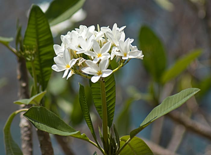 Plumeria rubra, a native species found in Guanacaste province. Known as "juche" in Costa Rica and as frangipani in other parts of the world.
