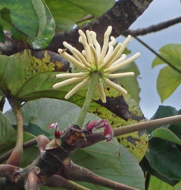 A male flower from a Cercropia species. Male and female flowers are produced on separate trees. Commonly called the Yagrumo. These trees have many uses. They also exhibit myrmecophytism, a mutualistic relationship formed with Azteca ant colonies.