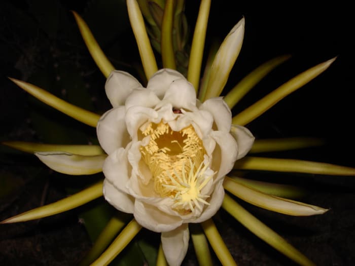 Pitaya (Stenocereus queretaroensis) cactus flower which only opens at night for bats and moths to pollinate. The fruit makes a delicious cod drink. Location: Between Caas Dulce and Buena Vista in Guanacaste