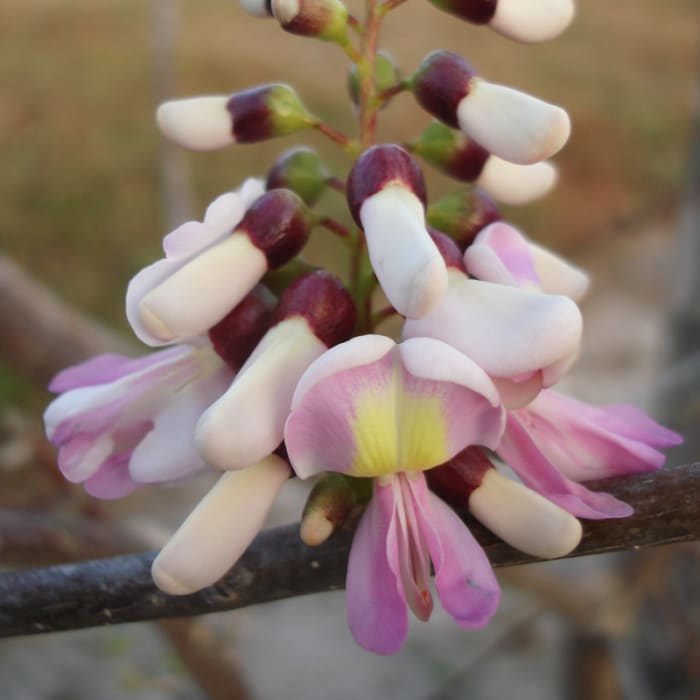 Madero negro, Gliricidia sepium, Close-up of the indeterminate florescence. These trees are one of the species used for living fence posts in the country.