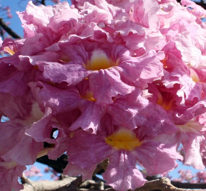 "Roble sabana," scientifically known as Tabebuia rosea. This close-up shows the beautiful detail of the flowers. Like Tabebula ochracea, it also blooms during the dry season. This tree usually blooms the first week of February around Liberia.