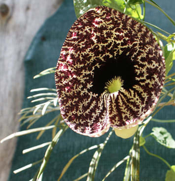The exotic flower of a vine that was climbing up the tree whose flower is immediately below. Photo taken at Las Hornillas crater.