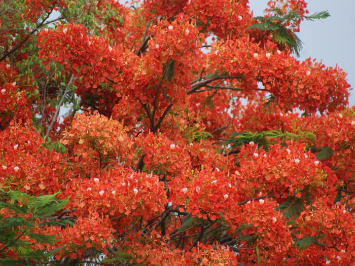 An unusually prolific bloom on a malinche tree (royal ponciano, Delonix regia) in Tamarindo. There are usually scattered blooms mixed in with the foliage. This leguminous tree makes a bean pod that is almost a meter long.