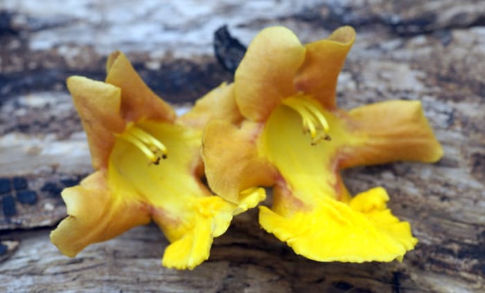 Flowers that litter the florest floor in late May and June in Guanacaste province. The tree has broad, heart-shaped leaves and a small green fruit.