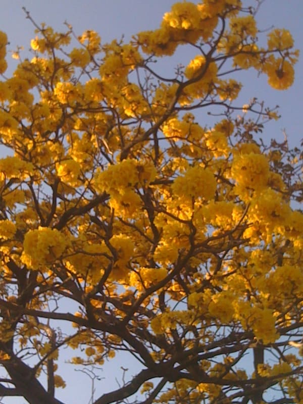 "Cortez amarilla" tree (Tabebuia ochracea). The flowers are beautiful, if only for a few days in late February to the end of March. They have flowers during the dry season when they don't have leaves in Guanacaste.