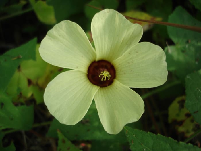 Flower from a ground vine that is a common weed, but it is simply elegant. Photo taken south of Liberia.