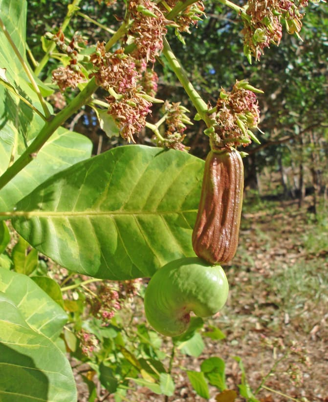 Cashew flowers, fruit and nut. Cashews are called mariñon and you can make a refreshing beverage from the fruit.