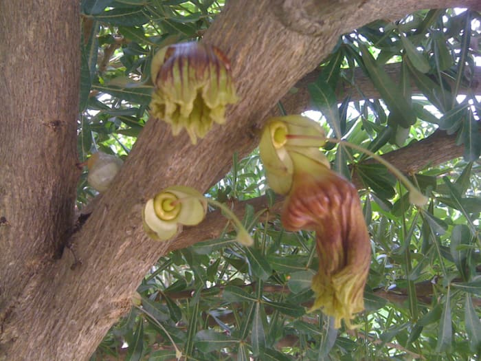 Jicaro (calabash tree, Crescentia alata) flowers. The jicaro makes gourd-like fruit all along the trunk. These jicaro gourds can be decorated or used as drinking vessels. The gourds can get as large as 7-8 inches in diameter, but they are more com