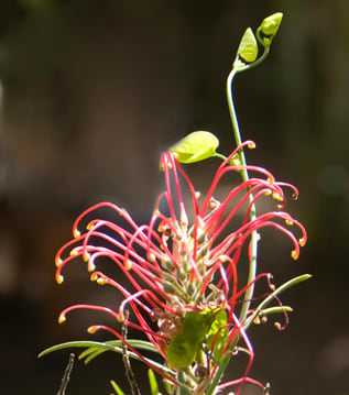 The flower of a small tree. The vine tip is part of the plant that made the unusual flower in the photo above.