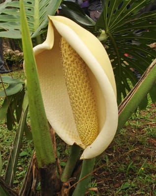 Monstera deliciosa flower. Spathe-type flowers are not unusual, but this one is especially large. Found on the campus of the University of Costa Rica.