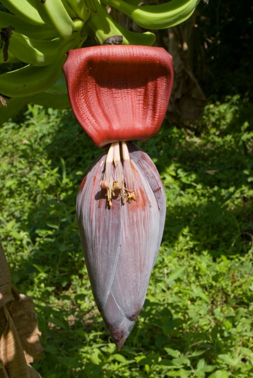 Plantain flower. There are several varieties. When green, it is delicious fried and eaten with bean dip. When mature, it can be added to soups and sliced and fried to go as a sweet side dish for any meal.