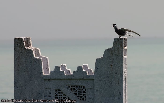 Common tern perching over historical structure now submerged in the gulf waters (April 2016).