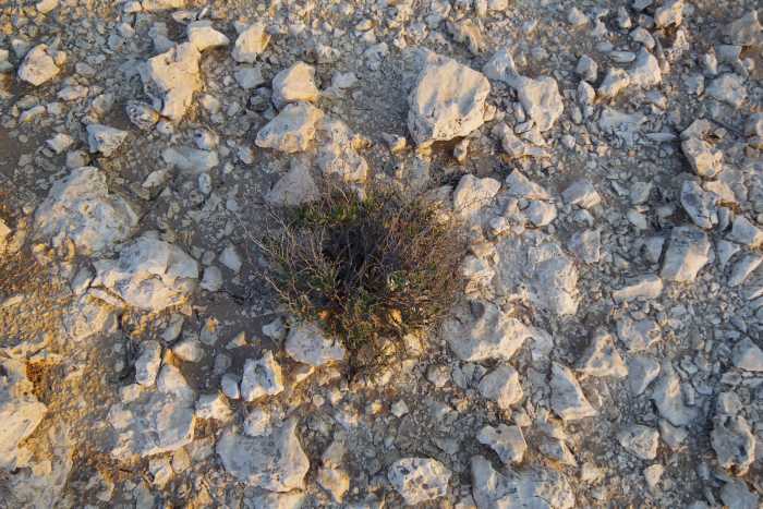 This shrub has found a niche to grow on the wind swept rocky top of the hill (December 2015).