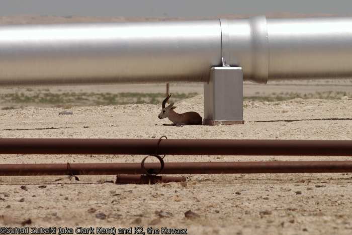 Rhim gazelle (male) resting under the shade provided by the oil pipeline running through the scorching desert (April 2016).