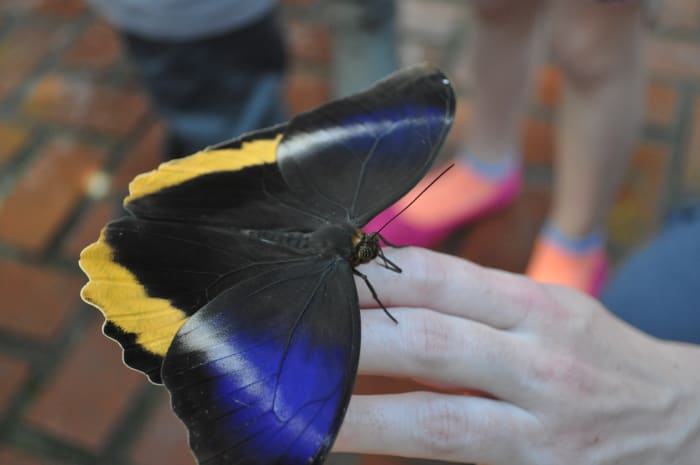 Butterflies light on fingers, head and shoulders. Patrons are encouraged to interact with the butterflies, but you have to let them come to you.