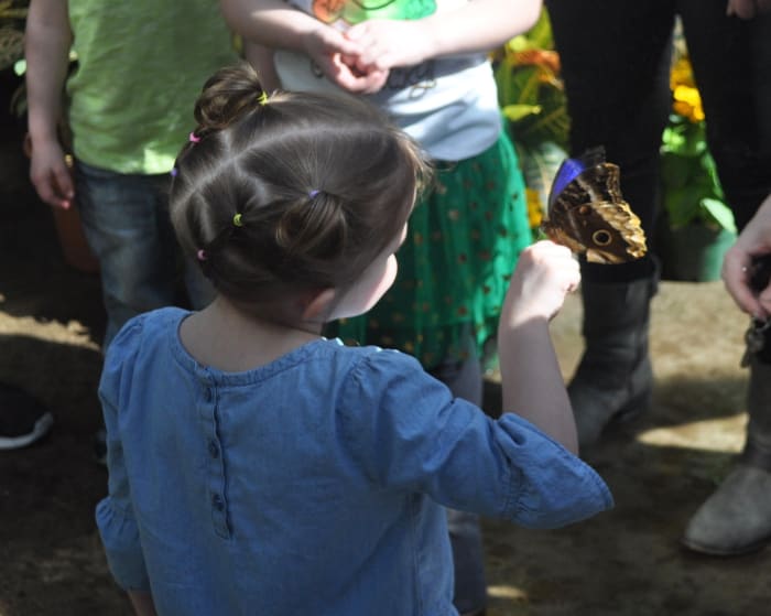 I think this photo captures the wonder of a child. I think this is why I come. I've seen butterflies all my life, but I love to see them anew through the eyes of a child.