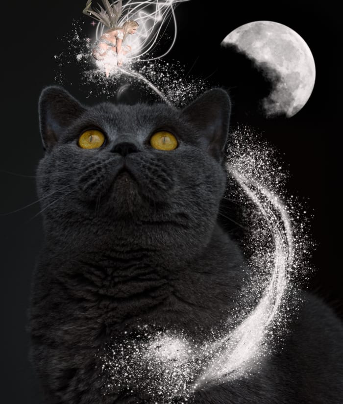 Interpreting the Meaning of Dreams About Cats and Cats as Dream Symbols