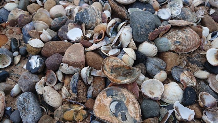 Sea shells have many magical properties and can be collected on most beaches.