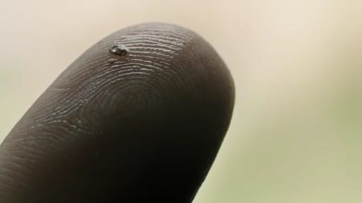 Lockhart discovers a microscopic bug in his water. It's a baby eel. The water is not toxic to the eels. #ACureForWellness